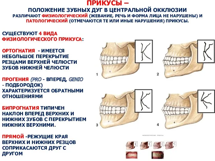 ПРИКУСЫ – ПОЛОЖЕНИЕ ЗУБНЫХ ДУГ В ЦЕНТРАЛЬНОЙ ОККЛЮЗИИ РАЗЛИЧАЮТ ФИЗИОЛОГИЧЕСКИЙ