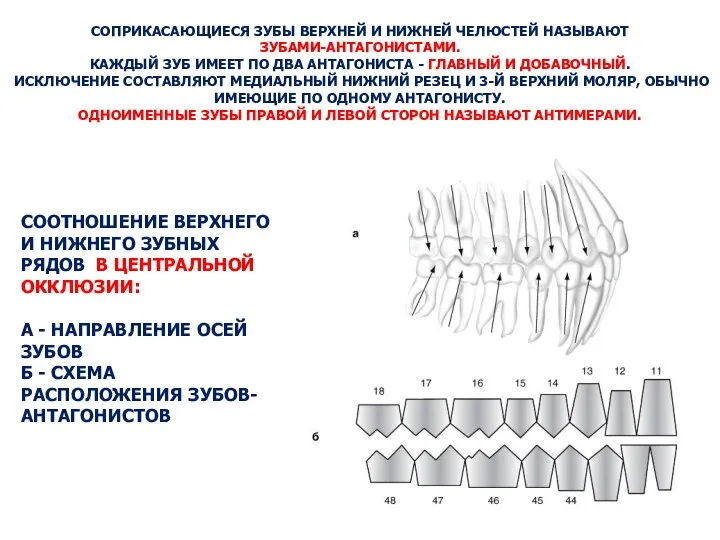 СОПРИКАСАЮЩИЕСЯ ЗУБЫ ВЕРХНЕЙ И НИЖНЕЙ ЧЕЛЮСТЕЙ НАЗЫВАЮТ ЗУБАМИ-АНТАГОНИСТАМИ. КАЖДЫЙ ЗУБ