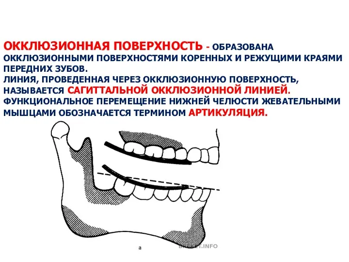 ОККЛЮЗИОННАЯ ПОВЕРХНОСТЬ - ОБРАЗОВАНА ОККЛЮЗИОННЫМИ ПОВЕРХНОСТЯМИ КОРЕННЫХ И РЕЖУЩИМИ КРАЯМИ