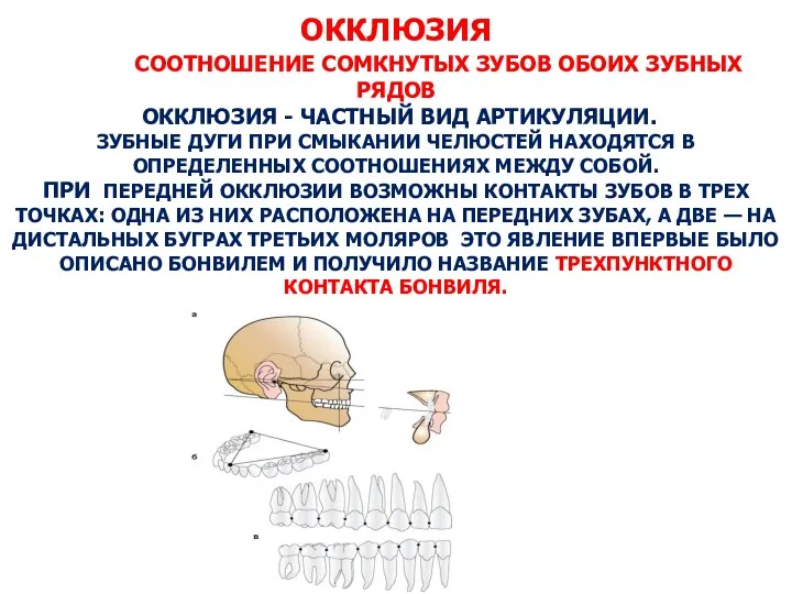 ОККЛЮЗИЯ СООТНОШЕНИЕ СОМКНУТЫХ ЗУБОВ ОБОИХ ЗУБНЫХ РЯДОВ ОККЛЮЗИЯ - ЧАСТНЫЙ