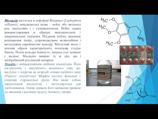 Мескалін міститься в лофофорі Вільямса (Lophophora williamsii, мексиканська назва –