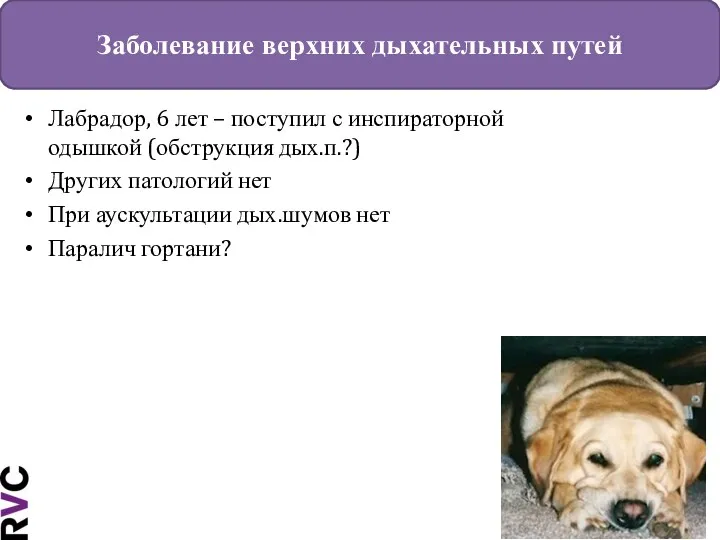 Заболевание верхних дыхательных путей Лабрадор, 6 лет – поступил с инспираторной одышкой (обструкция