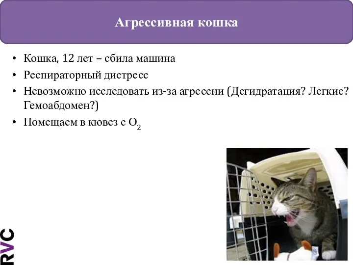 Агрессивная кошка Кошка, 12 лет – сбила машина Респираторный дистресс Невозможно исследовать из-за