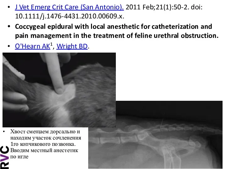J Vet Emerg Crit Care (San Antonio). 2011 Feb;21(1):50-2. doi: 10.1111/j.1476-4431.2010.00609.x. Coccygeal epidural