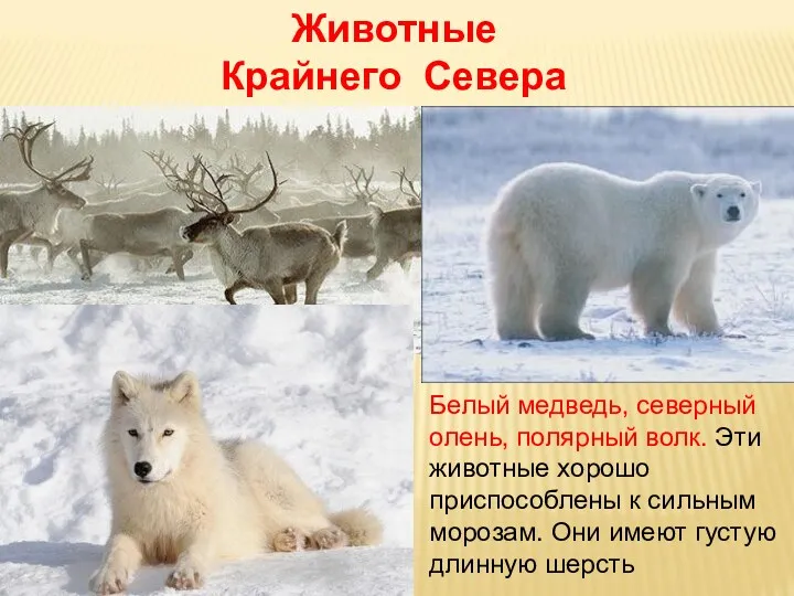 Животные Крайнего Севера Белый медведь, северный олень, полярный волк. Эти