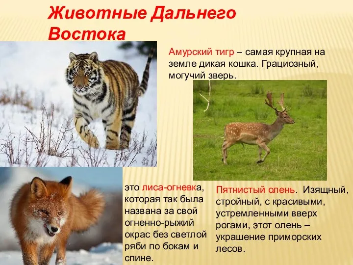 Животные Дальнего Востока Амурский тигр – самая крупная на земле дикая кошка. Грациозный,