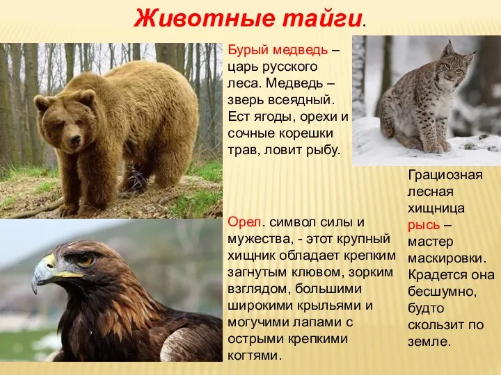 Животные тайги. Бурый медведь – царь русского леса. Медведь – зверь всеядный. Ест