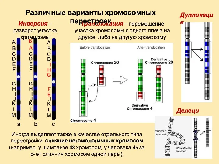 Дупликация Делеция Инверсия – разворот участка хромосомы Транслокация – перемещение участка хромосомы с