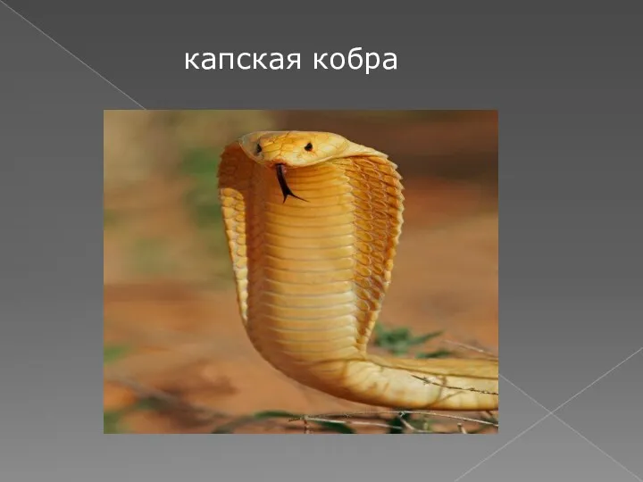капская кобра