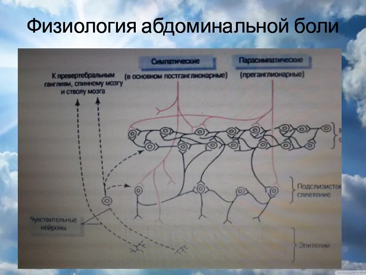 Физиология абдоминальной боли