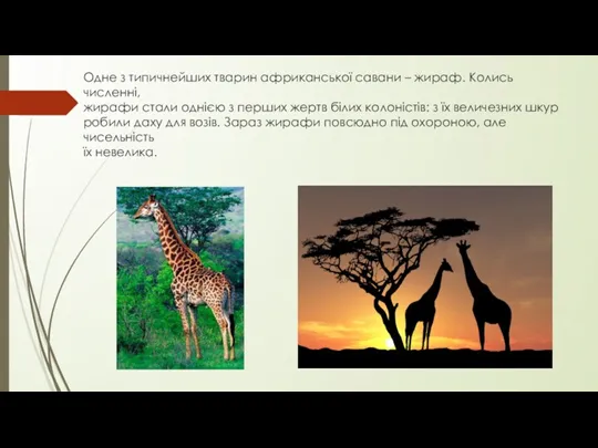 Одне з типичнейших тварин африканської савани – жираф. Колись численні,