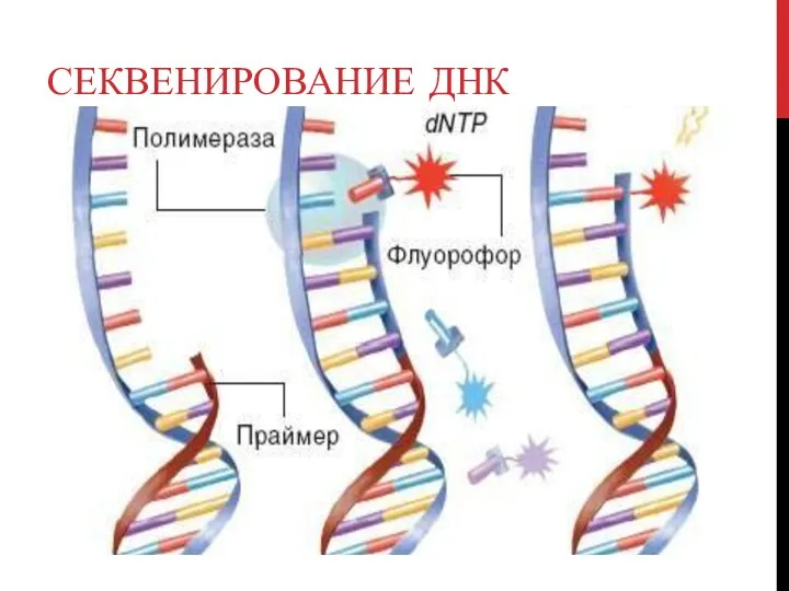 СЕКВЕНИРОВАНИЕ ДНК