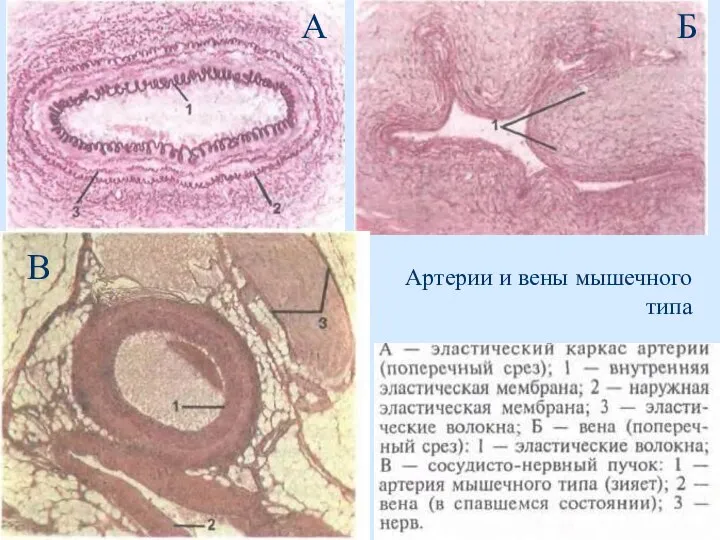А Б В Артерии и вены мышечного типа