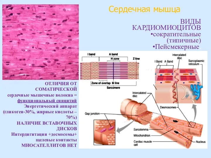 Сердечная мышца ОТЛИЧИЯ ОТ СОМАТИЧЕСКОЙ сердечные мышечные волокна = функциональный синцитий Энергетический аппарат