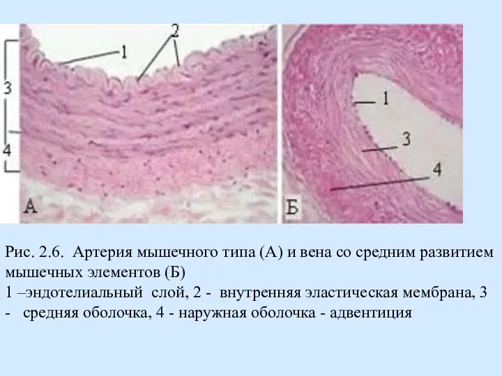Рис. 2.6. Артерия мышечного типа (А) и вена со средним развитием мышечных элементов