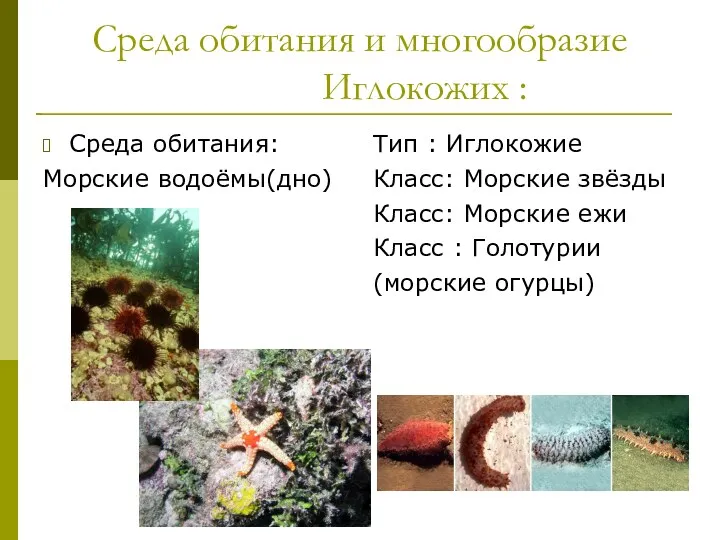 Среда обитания и многообразие Иглокожих : Среда обитания: Морские водоёмы(дно)