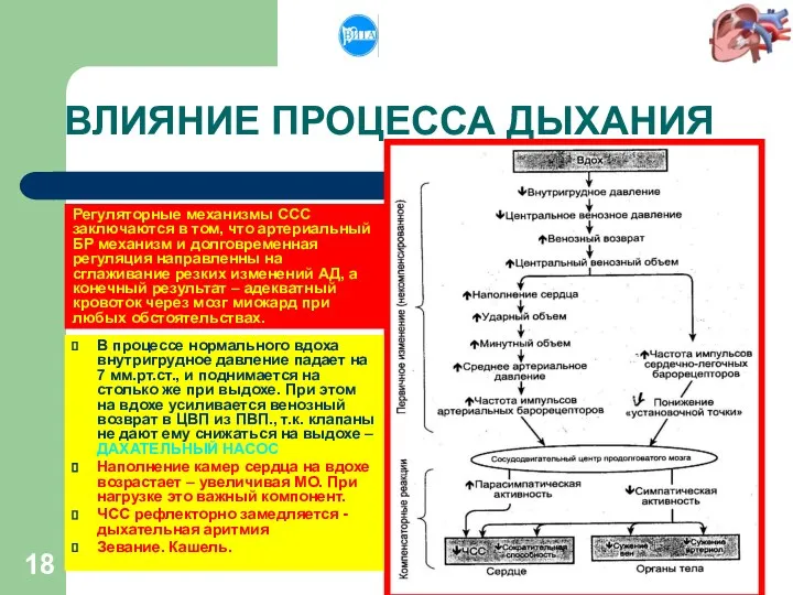 ВЛИЯНИЕ ПРОЦЕССА ДЫХАНИЯ Регуляторные механизмы ССС заключаются в том, что артериальный БР механизм