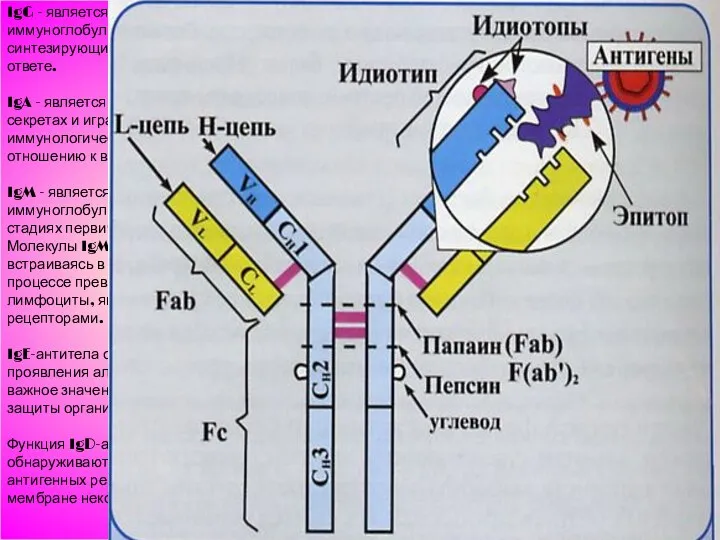 IgG - является основным классом иммуноглобулинов, находящихся в крови и синтезирующихся при вторичном