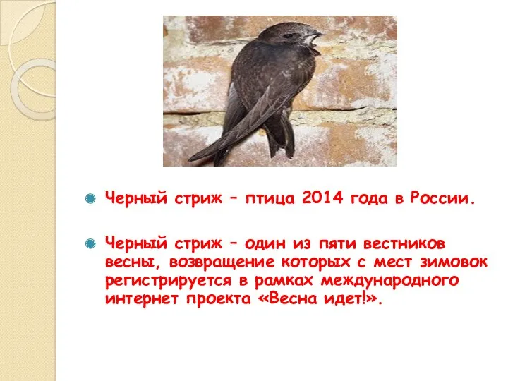 Черный стриж – птица 2014 года в России. Черный стриж