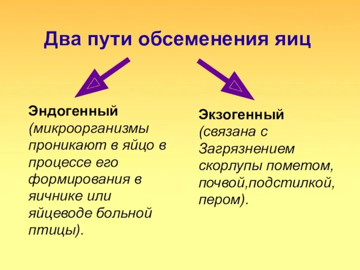 Два пути обсеменения яиц Эндогенный (микроорганизмы проникают в яйцо в процессе его формирования