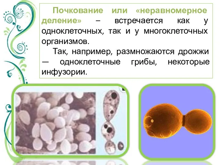Почкование или «неравномерное деление» – встречается как у одноклеточных, так