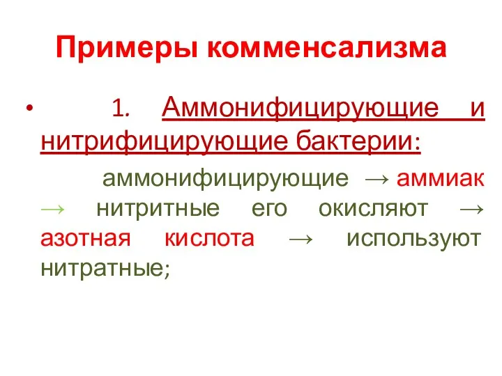 Примеры комменсализма 1. Аммонифицирующие и нитрифицирующие бактерии: аммонифицирующие → аммиак