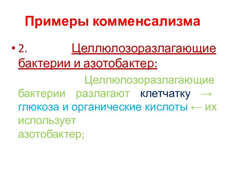 Примеры комменсализма 2. Целлюлозоразлагающие бактерии и азотобактер: Целлюлозоразлагающие бактерии разлагают клетчатку → глюкоза