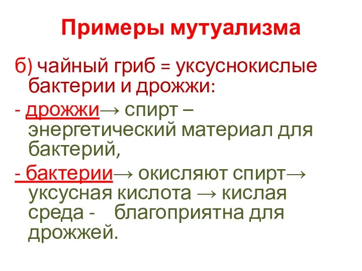 Примеры мутуализма б) чайный гриб = уксуснокислые бактерии и дрожжи: - дрожжи→ спирт