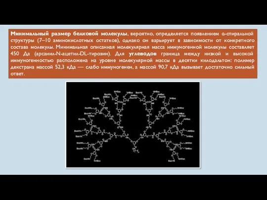 Минимальный размер белковой молекулы, вероятно, определяется появлением α-спиральной структуры (7–10