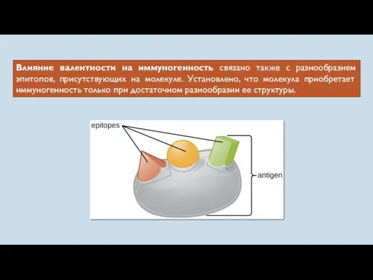 Влияние валентности на иммуногенность связано также с разнообразием эпитопов, присутствующих