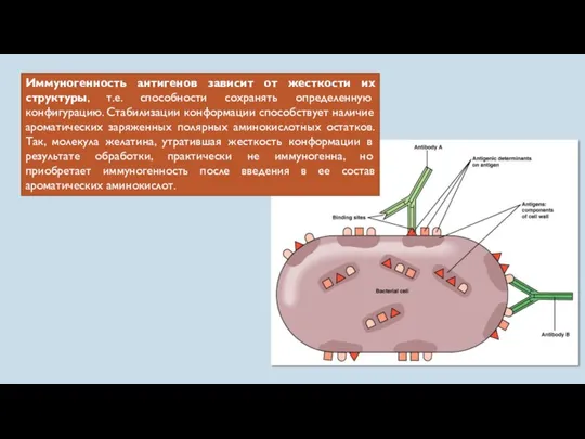 Иммуногенность антигенов зависит от жесткости их структуры, т.е. способности сохранять