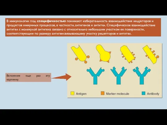 В иммунологии под специфичностью понимают избирательность взаимодействия индукторов и продуктов