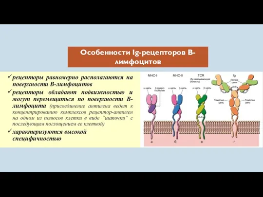 Особенности Ig-рецепторов В-лимфоцитов