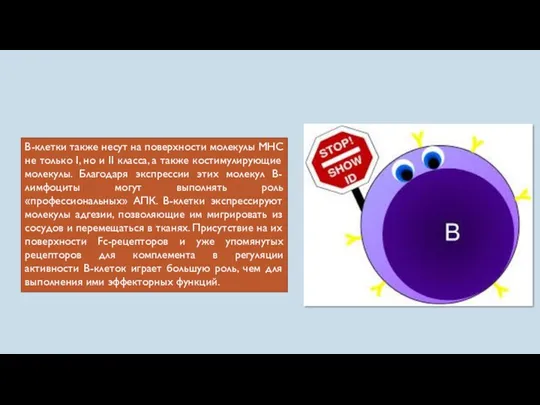 В-клетки также несут на поверхности молекулы MHC не только I,
