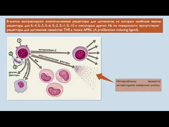 В-клетки экспрессируют многочисленные рецепторы для цитокинов, из которых наиболее важны
