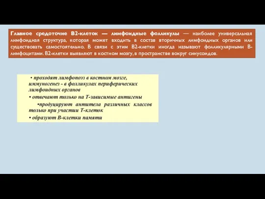 Главное средоточие В2-клеток — лимфоидные фолликулы — наиболее универсальная лимфоидная