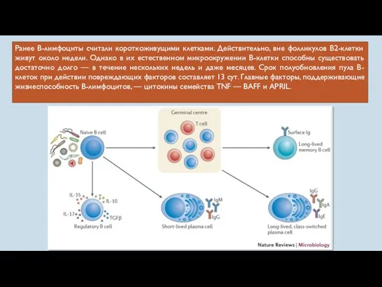 Ранее В-лимфоциты считали короткоживущими клетками. Действительно, вне фолликулов В2-клетки живут
