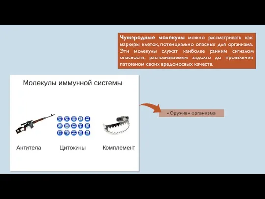 Чужеродные молекулы можно рассматривать как маркеры клеток, потенциально опасных для