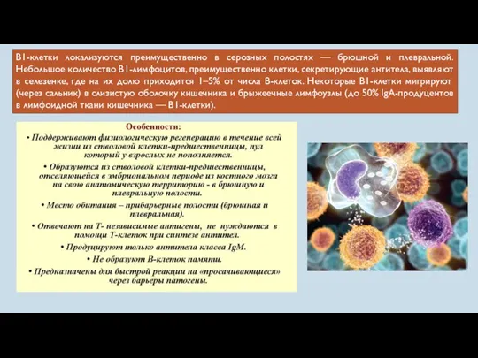 В1-клетки локализуются преимущественно в серозных полостях — брюшной и плевральной.