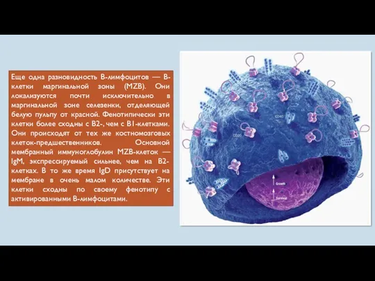 Еще одна разновидность В-лимфоцитов — B-клетки маргинальной зоны (MZB). Они