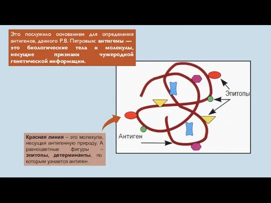 Это послужило основанием для определения антигенов, данного Р.В. Петровым: антигены