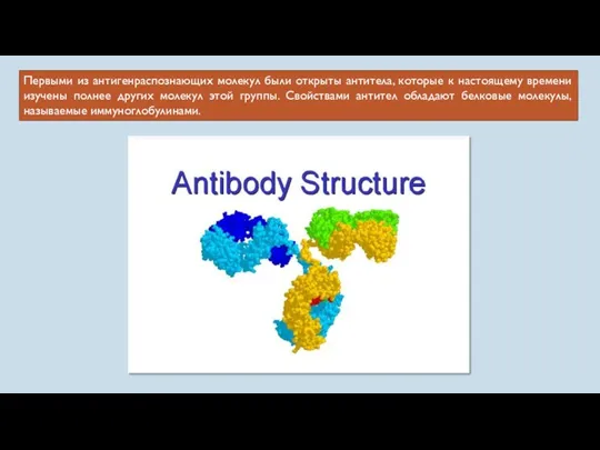Первыми из антигенраспознающих молекул были открыты антитела, которые к настоящему