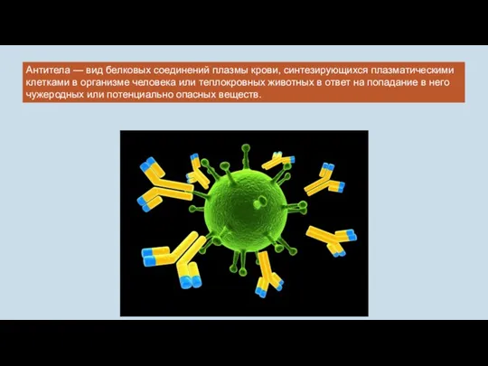 Антитела — вид белковых соединений плазмы крови, синтезирующихся плазматическими клетками