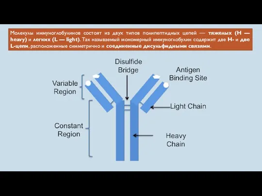 Молекулы иммуноглобулинов состоят из двух типов полипептидных цепей — тяжелых