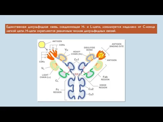 Единственная дисульфидная связь, соединяющая Н- и L-цепи, локализуется недалеко от