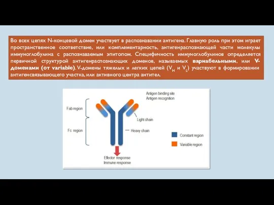 Во всех цепях N-концевой домен участвует в распознавании антигена. Главную