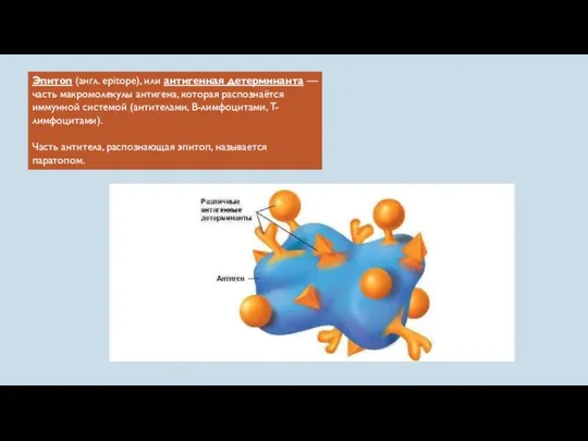 Эпитоп (англ. epitope), или антигенная детерминанта — часть макромолекулы антигена,