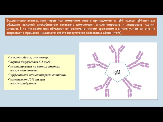 Большинство антител при первичном иммунном ответе принадлежит к IgM- классу.
