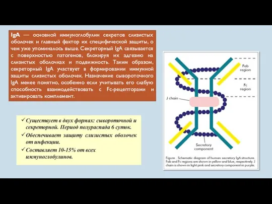 IgA — основной иммуноглобулин секретов слизистых оболочек и главный фактор