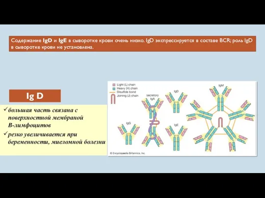 Содержание IgD и IgE в сыворотке крови очень низко. IgD